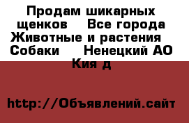 Продам шикарных щенков  - Все города Животные и растения » Собаки   . Ненецкий АО,Кия д.